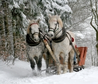 By carriage and by sledge
